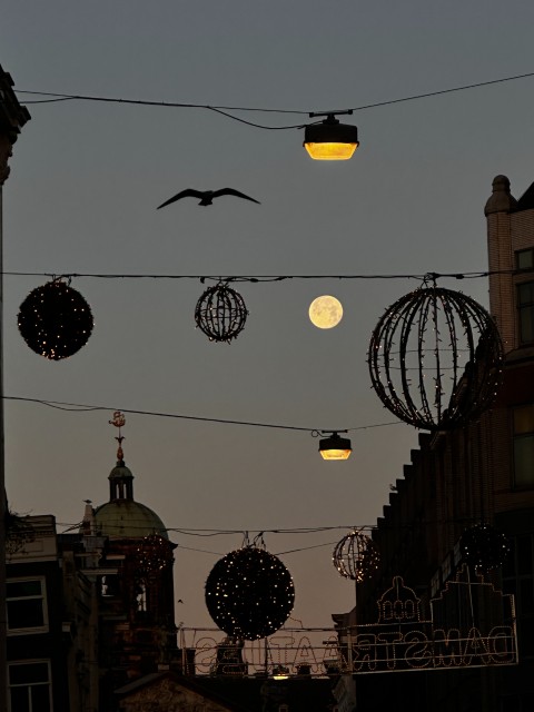 1000 Days in Amsterdam Without a Bike: A Journey of Mind, Body, and City